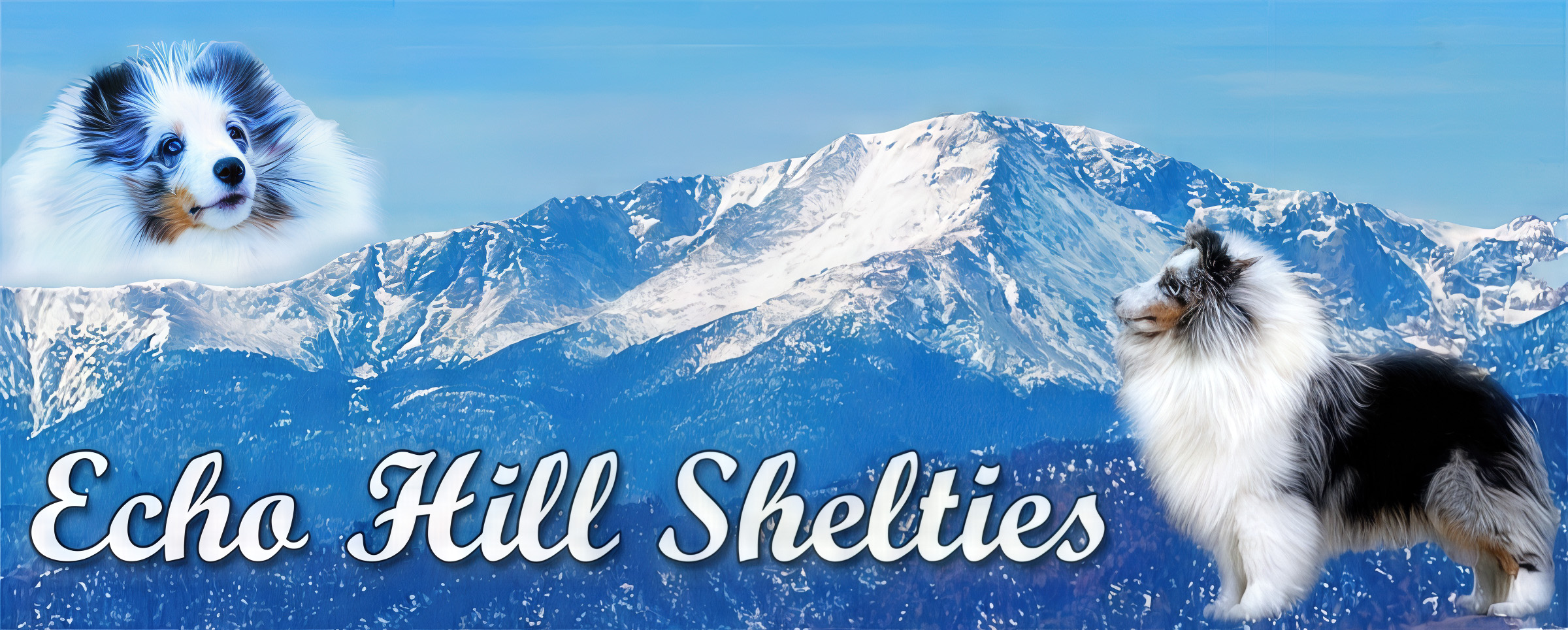 Snow Mountain Shelties